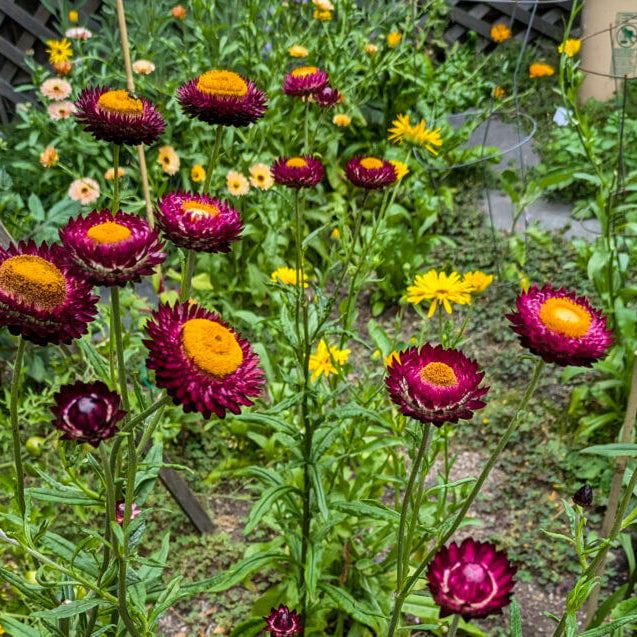 Strawflower Seeds 