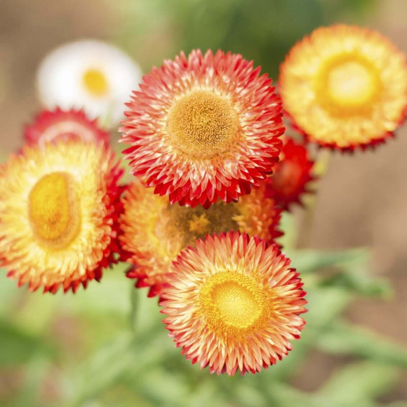 Strawflower Seeds 