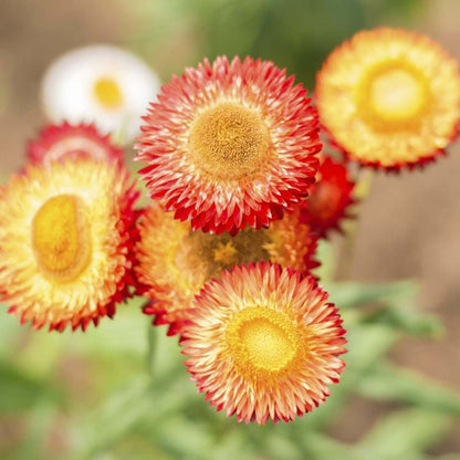 Strawflower Seeds 