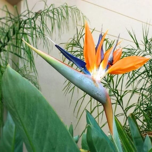 Strelitzia Reginae Seeds - Flower Plant