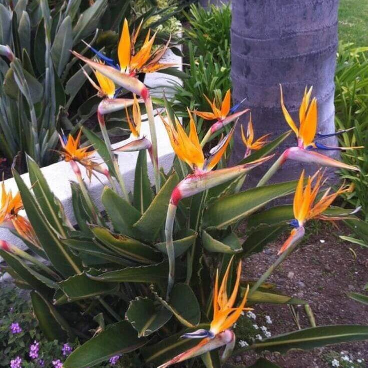Strelitzia Reginae Seeds - Flower Plant