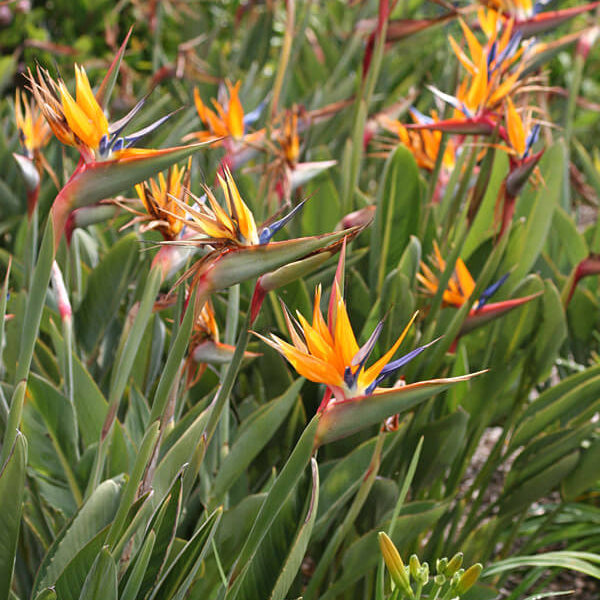 Strelitzia Reginae Seeds - Flower Plant
