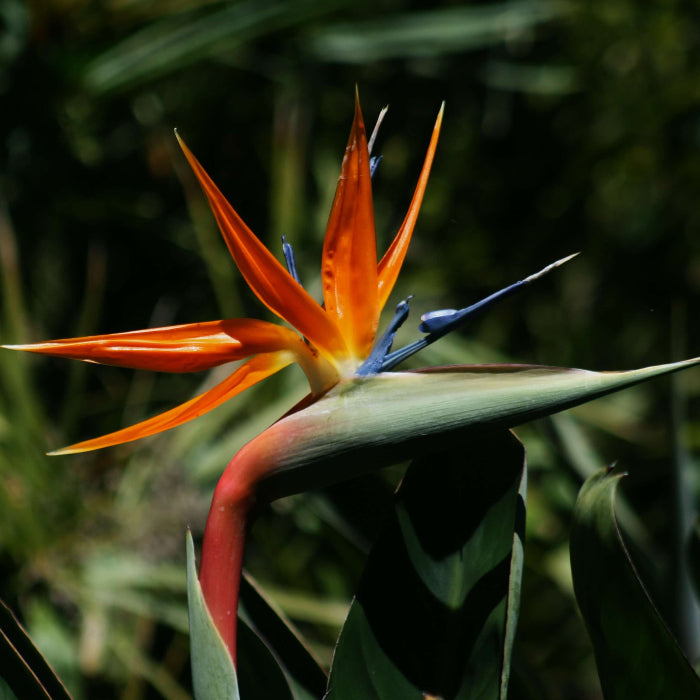 Strelitzia seeds - Flower Plant for Home Gardens