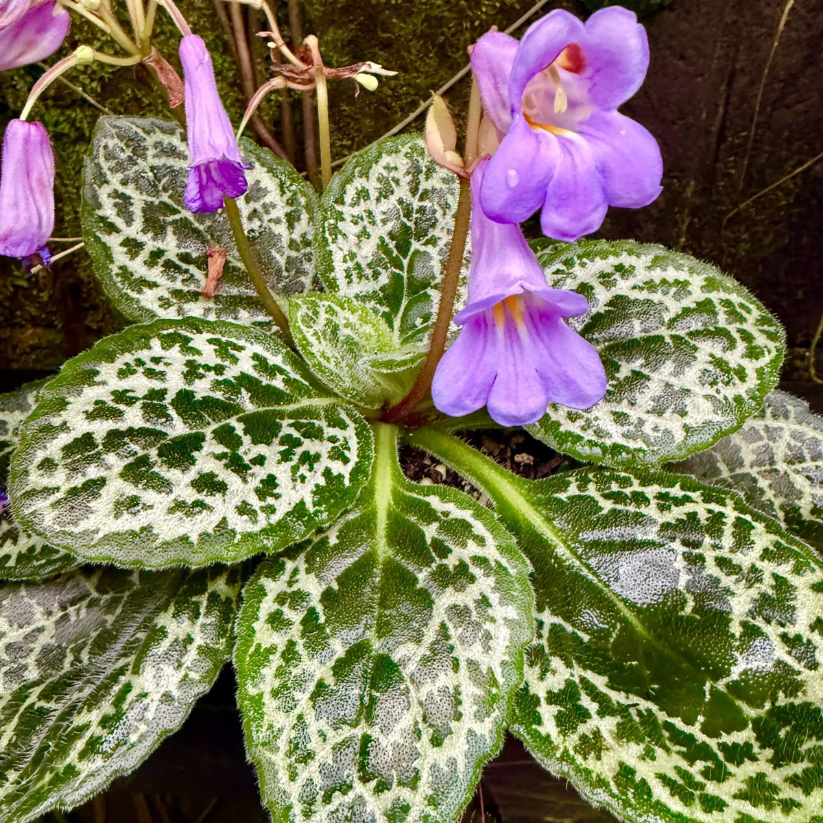 Streptocarpus Seeds - Heirloom Flower Plant for Home Gardens