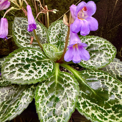 Streptocarpus Seeds - Heirloom Flower Plant for Home Gardens