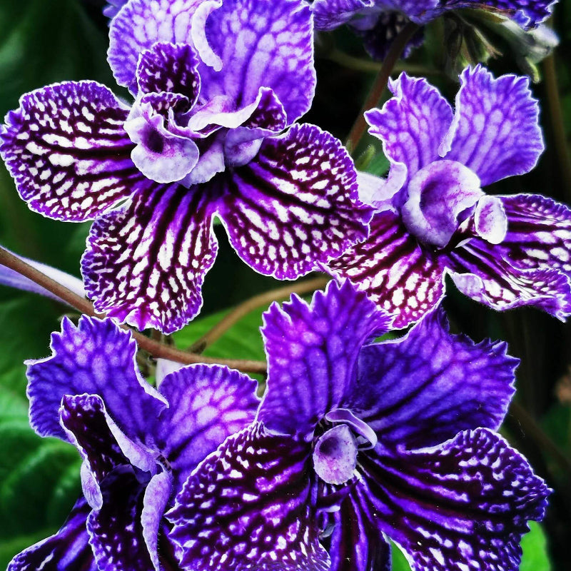 Streptocarpus Seeds - Heirloom Flower Plant for Home Gardens