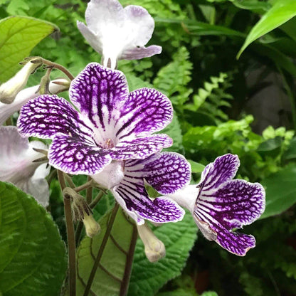 Streptocarpus Seeds - Heirloom Flower Plant for Home Gardens