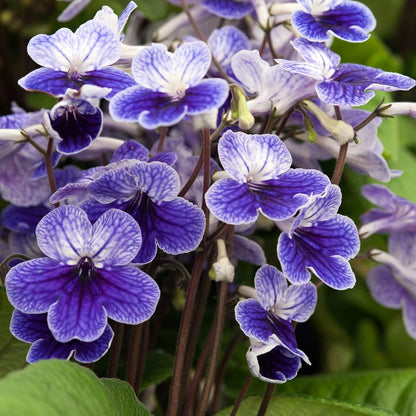 Streptocarpus Seeds - Heirloom Flower Plant for Home Gardens