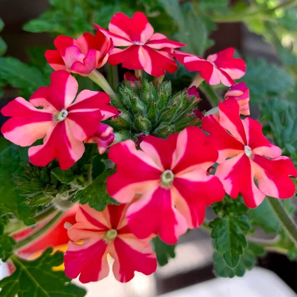 Stripe Verbena Seeds