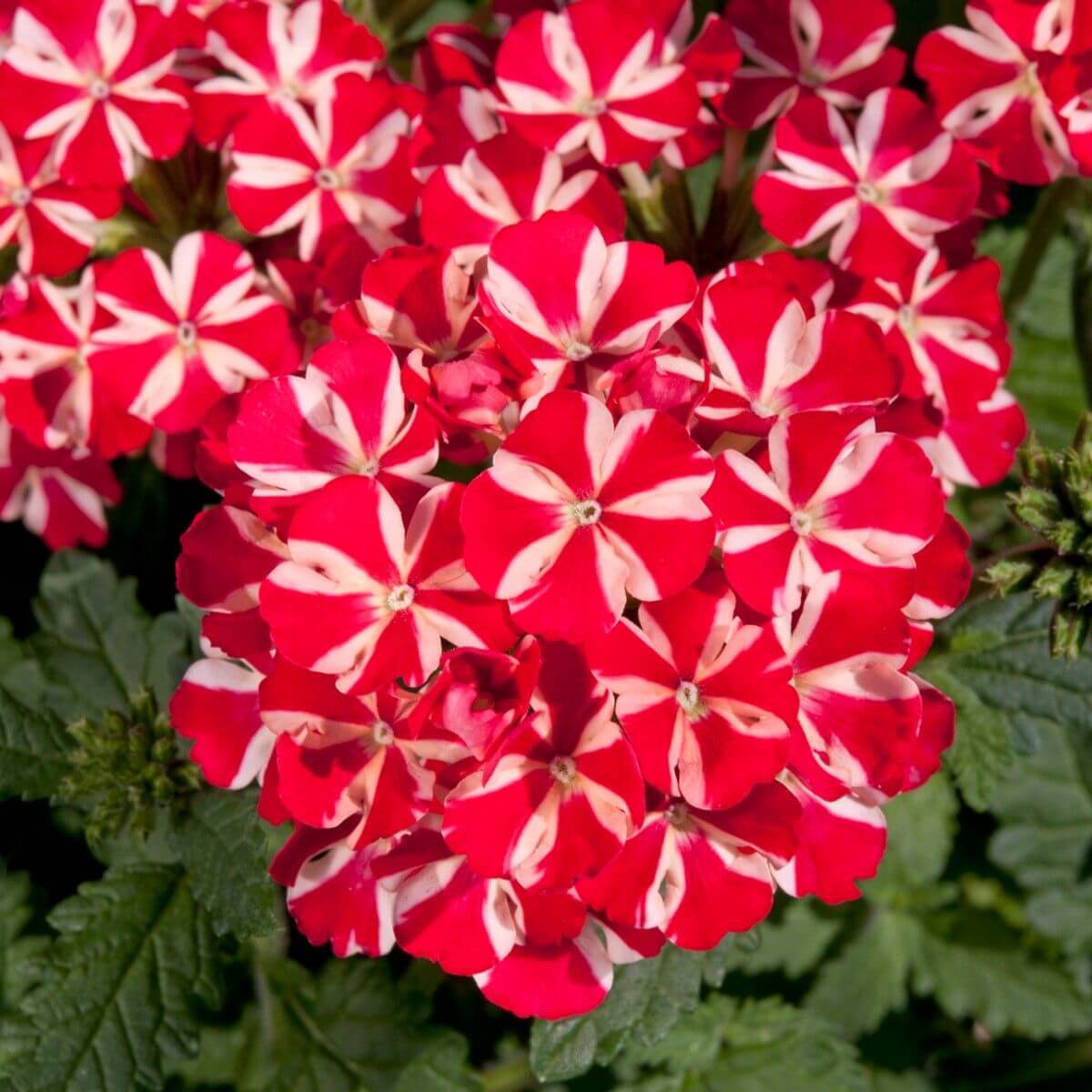 Stripe Verbena Seeds