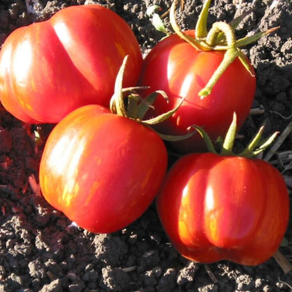 Striped Cavern Tomato Seeds