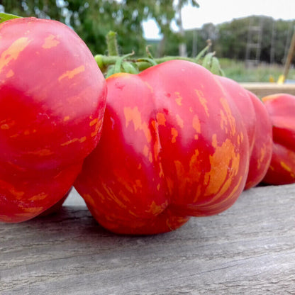 Striped Cavern Tomato Seeds