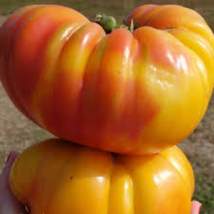Striped German Tomato Seeds - Vegetable Plant