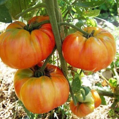 Striped German Tomato Seeds - Vegetable Plant
