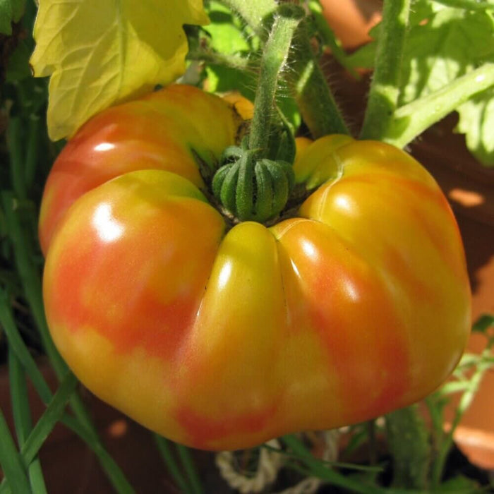 Striped German Tomato Seeds - Vegetable Plant