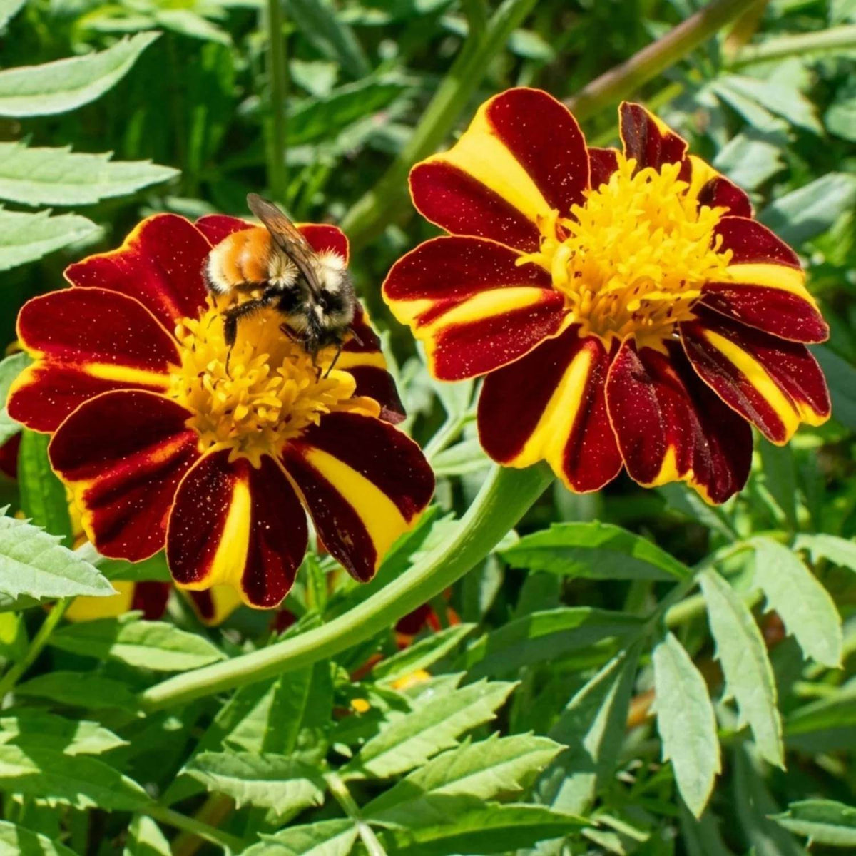 Striped Marigold Seeds - Heirloom Flower Plant for Home Gardens