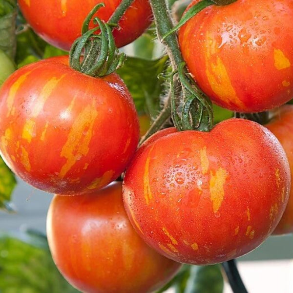 Stripey Tomato Seeds - Vegetable Plant