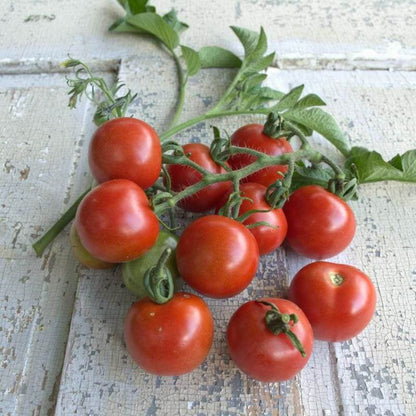Stupice Tomato Seeds - Vegetable Plant