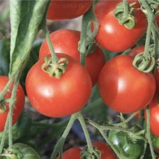 Stupice Tomato Seeds - Vegetable Plant