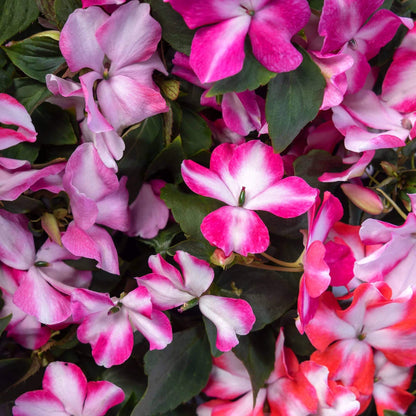 Styria Impatiens Seeds - Heirloom Flower Plant for Home Gardens