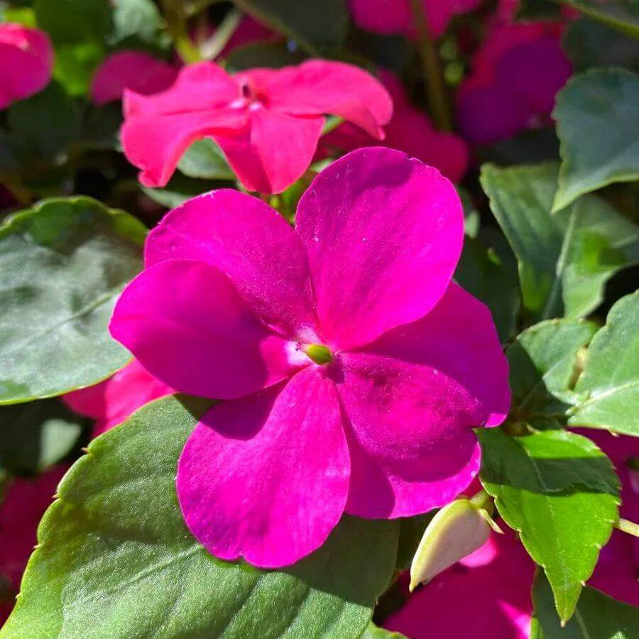 Styria Impatiens Seeds - Heirloom Flower Plant for Home Gardens