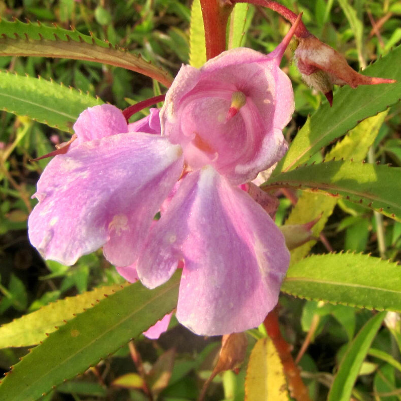 Styria Impatiens Seeds - Heirloom Flower Plant for Home Gardens