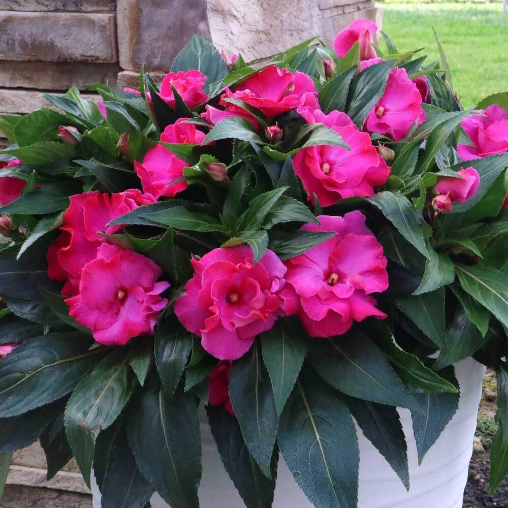 Styria Impatiens Seeds - Heirloom Flower Plant for Home Gardens