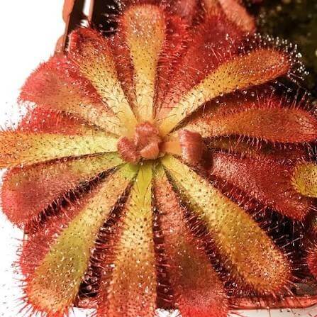 Sub-Tropical Sundew Mix Seeds
