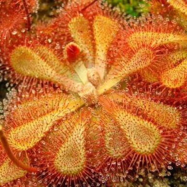 Sub-Tropical Sundew Mix Seeds