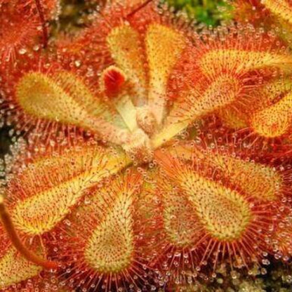 Sub-Tropical Sundew Mix Seeds