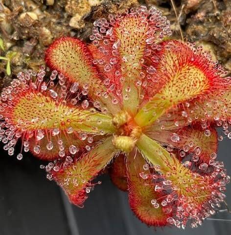 Sub-Tropical Sundew Mix Seeds