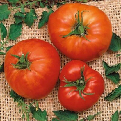 Sub Arctic Plenty Tomato Seeds - Vegetable Plant