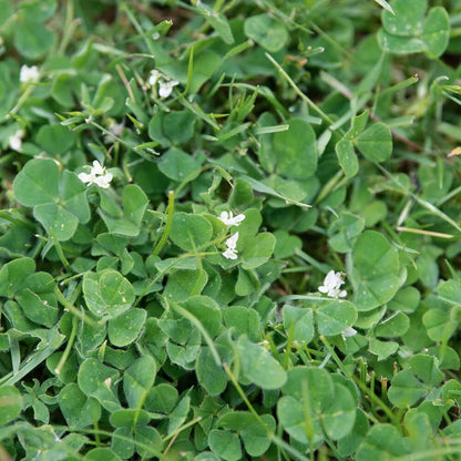 Subterranean Clover Seeds - Herbal Plant