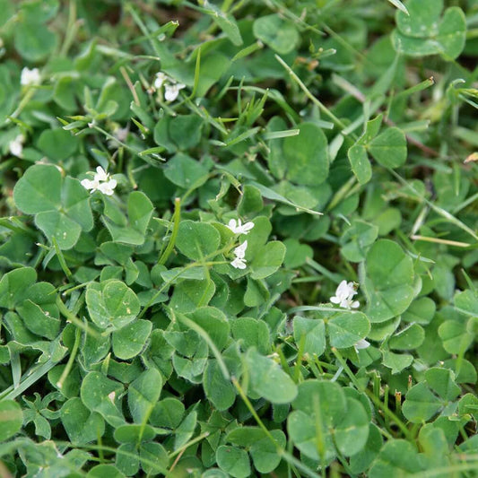 Subterranean Clover Seeds - Herbal Plant