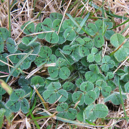 Subterranean Clover Seeds - Herbal Plant