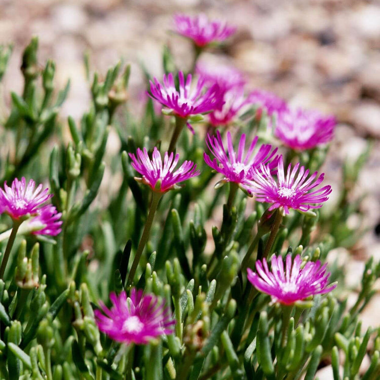 Succulent seeds - Flower Plant for Home Gardens