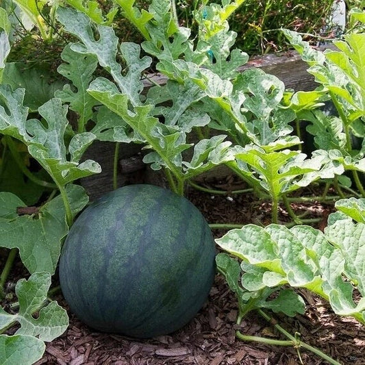 Sugar Baby Watermelon seeds