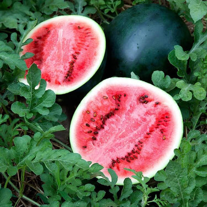 Sugar Baby Watermelon seeds