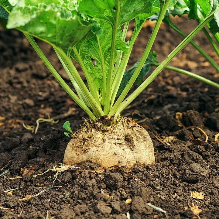 Sugar Beet Seeds