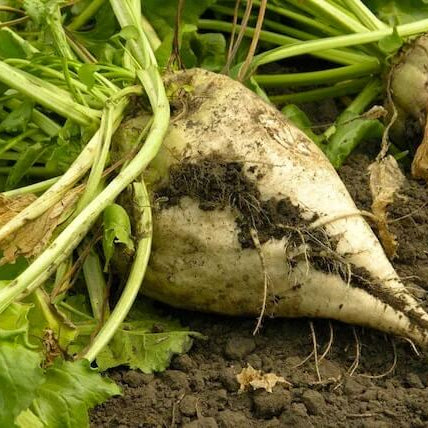Sugar Beet Seeds - Vegetable Plant