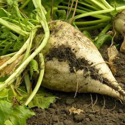 Sugar Beet Seeds - Vegetable Plant