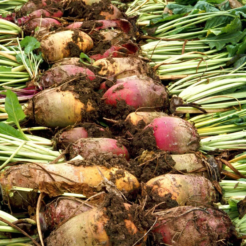 Sugar Beet Seeds