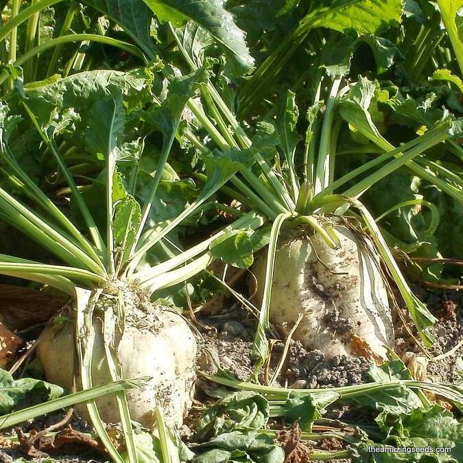 Sugar Beet Seeds - Vegetable Plant