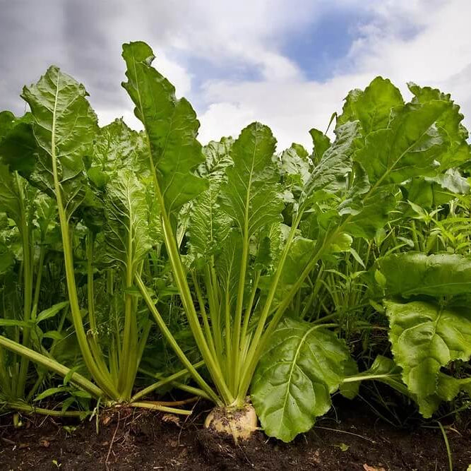Sugar Beet Seeds