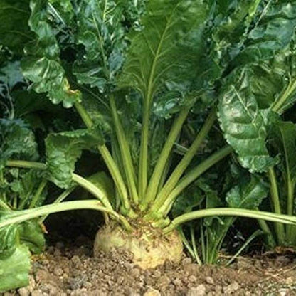 Sugar Beet Seeds