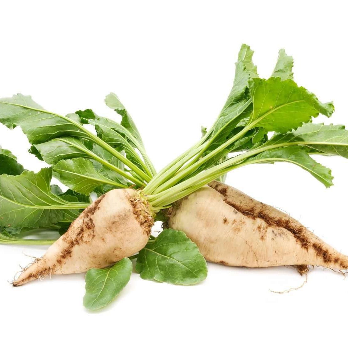 Sugar Beet Seeds - Vegetable Plant