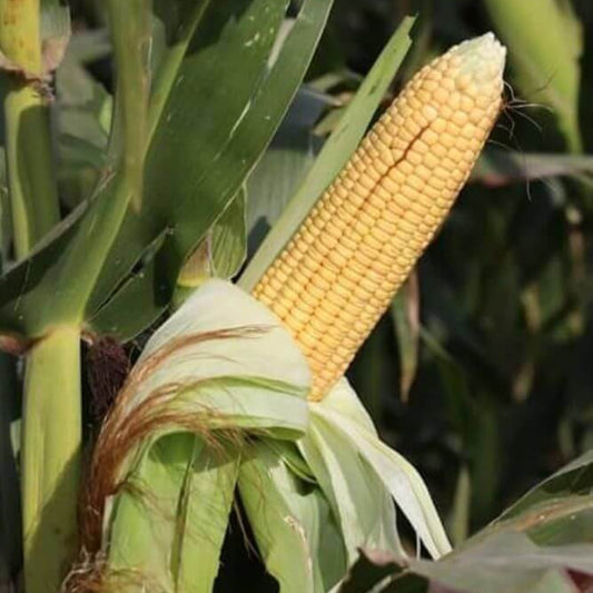 Sugar Buns Sweet Corn Seeds - Heirloom Vegetable Plant for Home Gardens