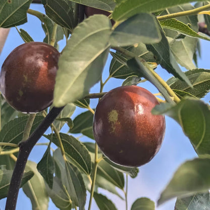 Sugar Cane Jujube Seeds