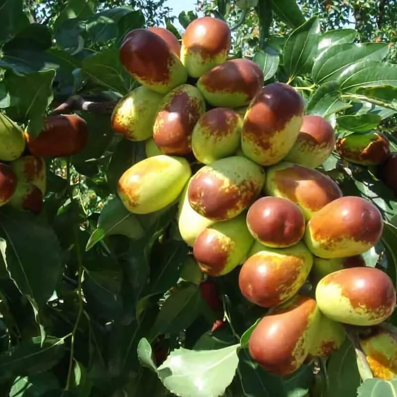 Sugar Cane Jujube Seeds