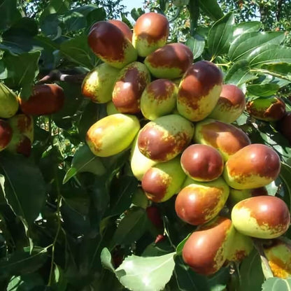Sugar Cane Jujube Seeds